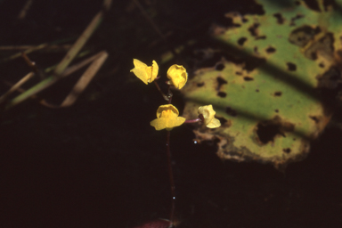 APII jpeg image of Utricularia muelleri  © contact APII