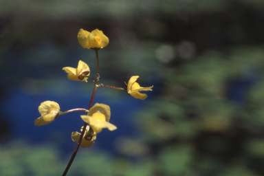 APII jpeg image of Utricularia muelleri  © contact APII