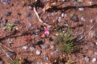 APII jpeg image of Stylidium floribundum  © contact APII