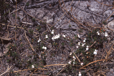 APII jpeg image of Stylidium repens  © contact APII