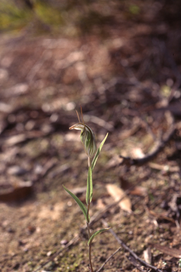 APII jpeg image of Pterostylis scabra  © contact APII