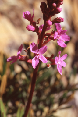 APII jpeg image of Stylidium armeria  © contact APII