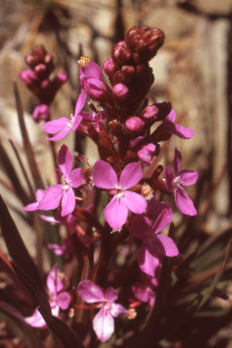 APII jpeg image of Stylidium armeria  © contact APII