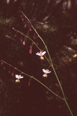 APII jpeg image of Arthropodium milleflorum  © contact APII