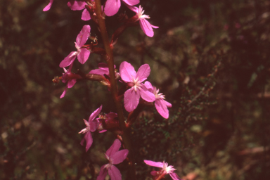 APII jpeg image of Stylidium montanum  © contact APII