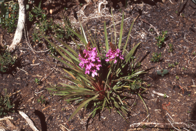 APII jpeg image of Stylidium armeria  © contact APII