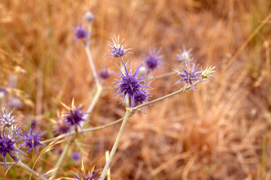 APII jpeg image of Eryngium ovinum  © contact APII