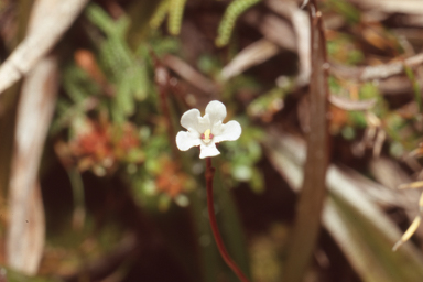 APII jpeg image of Forstera bellidifolia  © contact APII