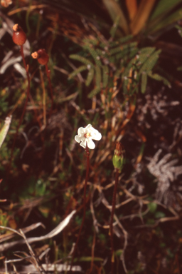 APII jpeg image of Forstera bellidifolia  © contact APII