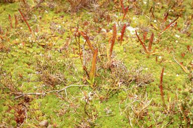 APII jpeg image of Drosera murfetii  © contact APII