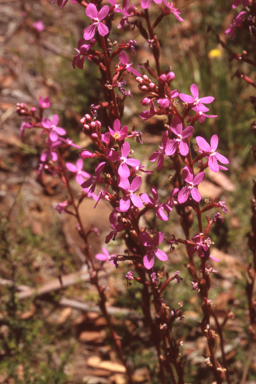 APII jpeg image of Stylidium armeria  © contact APII