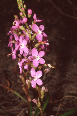 APII jpeg image of Stylidium armeria  © contact APII