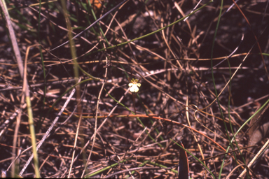 APII jpeg image of Stylidium schizanthum  © contact APII