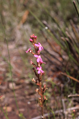 APII jpeg image of Stylidium graminifolium  © contact APII