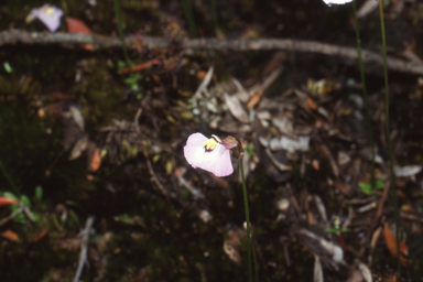 APII jpeg image of Utricularia grampiana  © contact APII