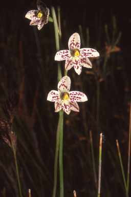 APII jpeg image of Thelymitra cucullata  © contact APII