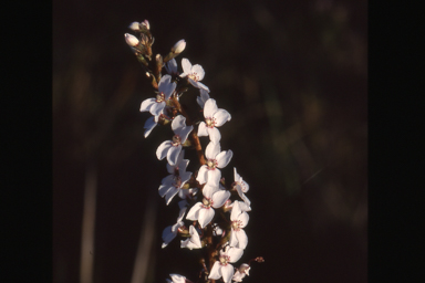 APII jpeg image of Stylidium diversifolium  © contact APII