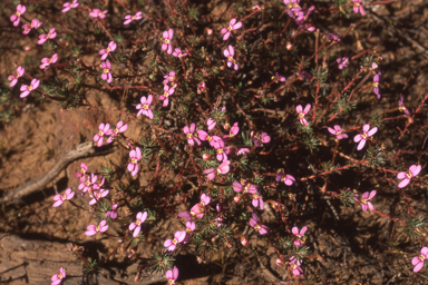 APII jpeg image of Stylidium bulbiferum  © contact APII