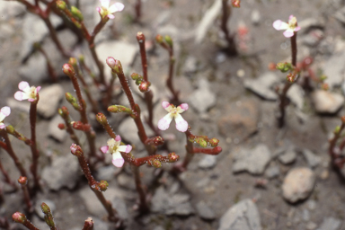 APII jpeg image of Stylidium inundatum  © contact APII