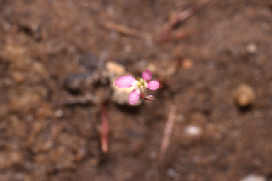 APII jpeg image of Stylidium roseoalatum  © contact APII