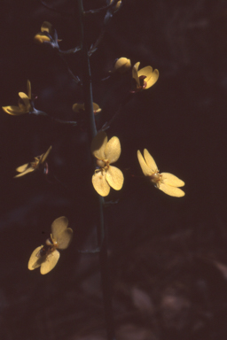 APII jpeg image of Stylidium luteum  © contact APII