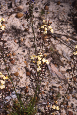 APII jpeg image of Stylidium diuroides  © contact APII