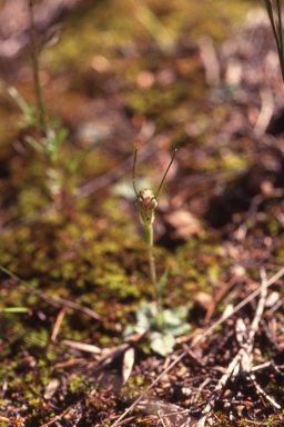 APII jpeg image of Pterostylis dilatata  © contact APII