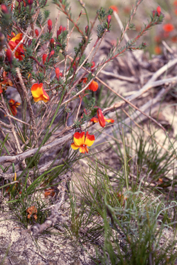 APII jpeg image of Lechenaultia formosa  © contact APII