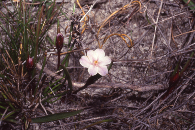 APII jpeg image of Tribonanthes violacea  © contact APII