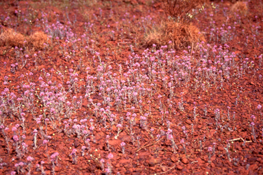 APII jpeg image of Ptilotus helipteroides  © contact APII