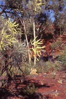 APII jpeg image of Grevillea pyramidalis subsp. leucadendron  © contact APII