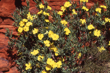 APII jpeg image of Hibbertia glaberrima  © contact APII