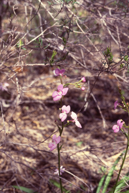 APII jpeg image of Stylidium confluens  © contact APII