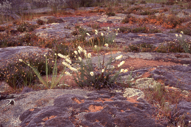 APII jpeg image of Stackhousia monogyna  © contact APII