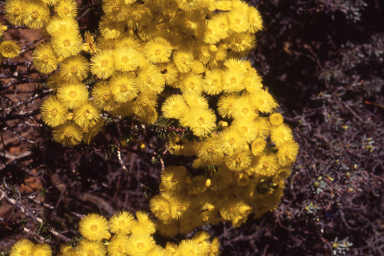 APII jpeg image of Verticordia chrysantha  © contact APII