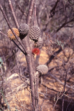 APII jpeg image of Allocasuarina acutivalvis  © contact APII