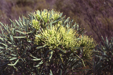 APII jpeg image of Hakea corymbosa  © contact APII