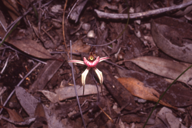 APII jpeg image of Caladenia x lavandulacea  © contact APII