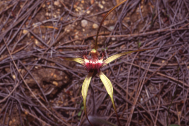 APII jpeg image of Caladenia heberleana  © contact APII