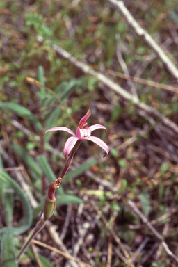 APII jpeg image of Caladenia hirta  © contact APII