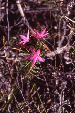 APII jpeg image of Calytrix decandra  © contact APII