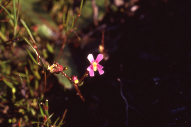 APII jpeg image of Stylidium ecorne  © contact APII