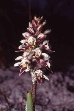 APII jpeg image of Prasophyllum gibbosum  © contact APII