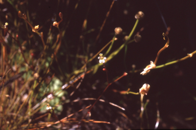 APII jpeg image of Stylidium rotundifolium  © contact APII