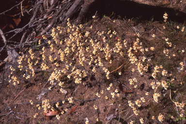 APII jpeg image of Utricularia fulva  © contact APII