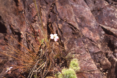 APII jpeg image of Drosera burmanni  © contact APII