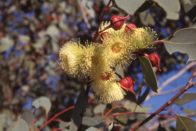 APII jpeg image of Eucalyptus pachyphylla  © contact APII