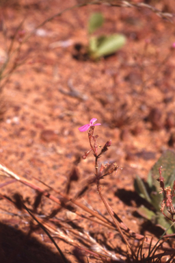 APII jpeg image of Stylidium adenophorum  © contact APII