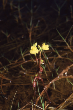 APII jpeg image of Utricularia aurea  © contact APII