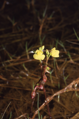 APII jpeg image of Utricularia aurea  © contact APII